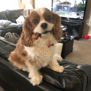 Meet your Posher, Amy